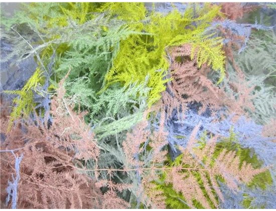 Asparagus 1e feather Easter Mixed c191