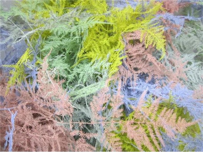 Asparagus 1e feather Easter Mixed c191