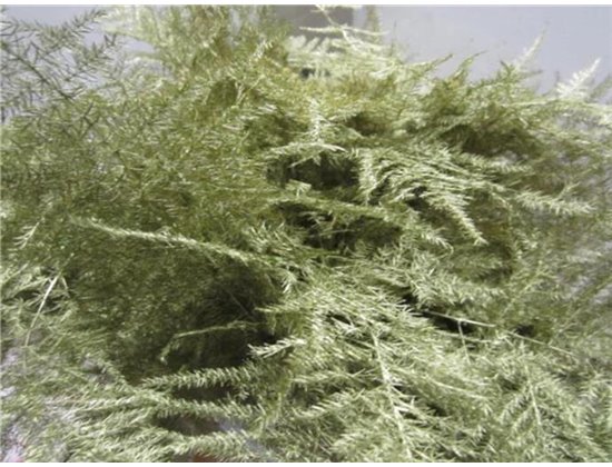 Asparagus 1e feather Gold c192