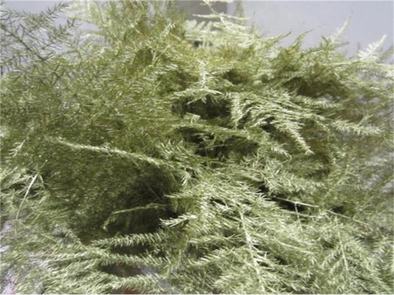 Asparagus 1e feather Gold c192