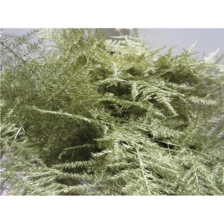 Asparagus 1e feather Gold c193