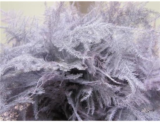 Asparagus 1e feather Lavender c195