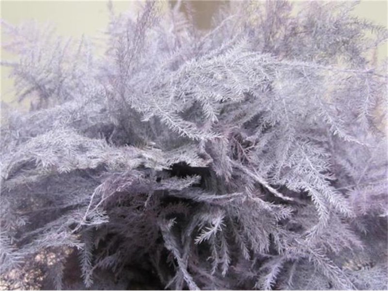 Asparagus 1e feather Lavender c195