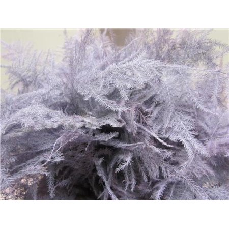 Asparagus 1e feather Lavender c195