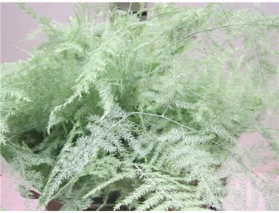 Asparagus 1e feather Mint Green c197