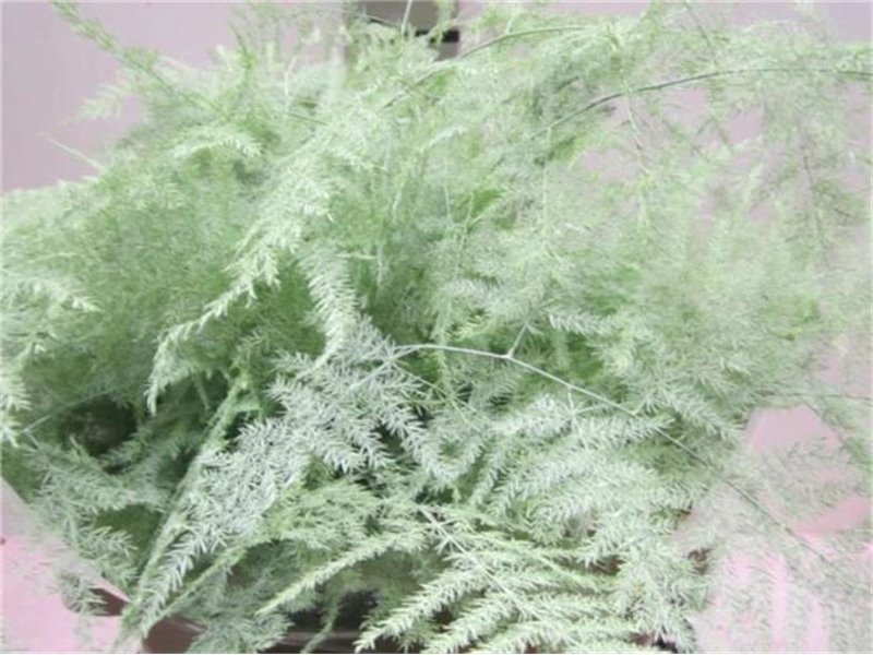 Asparagus 1e feather Mint Green c197