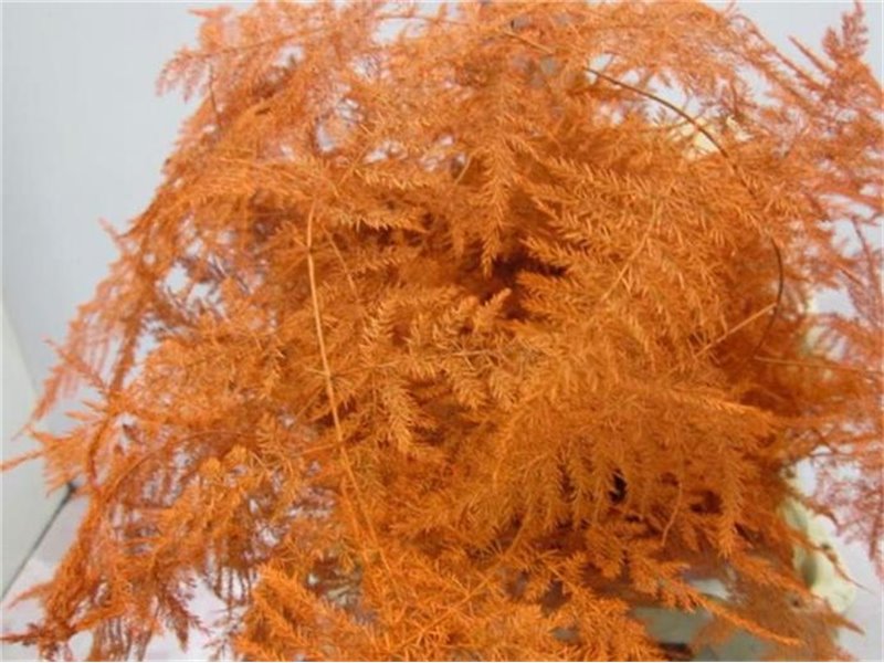 Asparagus 1e feather Orange c198