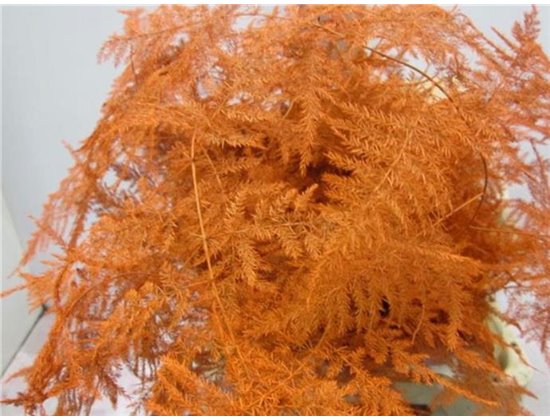 Asparagus 1e feather Orange c199