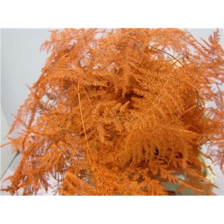 Asparagus 1e feather Orange c199