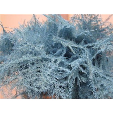 Asparagus 1e feather Pale Blue c200