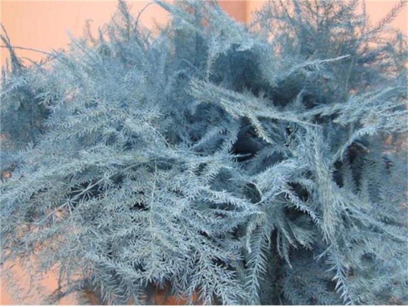 Asparagus 1e feather Pale Blue c201
