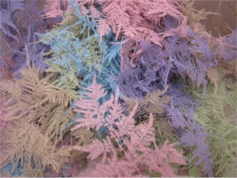 Asparagus 1e feather Pastel Mixed c204