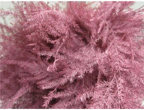 Asparagus 1e feather Rose c208