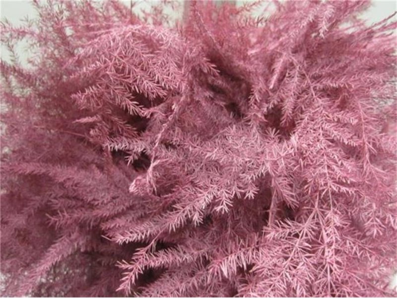 Asparagus 1e feather Rose c208