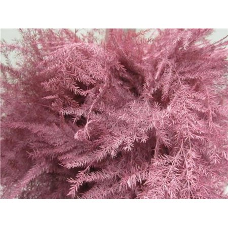Asparagus 1e feather Rose c208