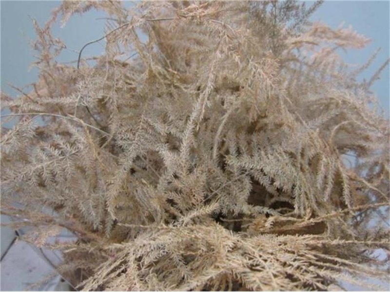 Asparagus 1e feather Rose c209