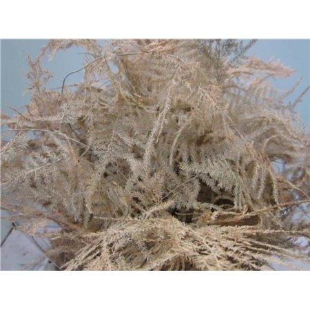 Asparagus 1e feather Rose c209