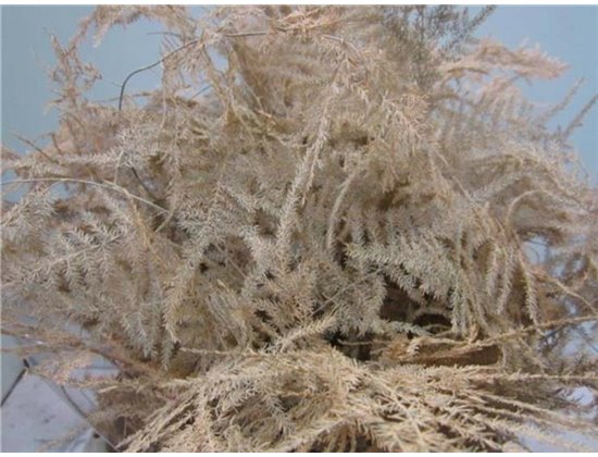 Asparagus 1e feather Salmon c210