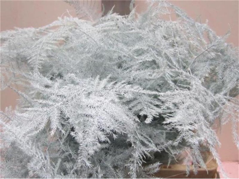 Asparagus 1e feather White c212