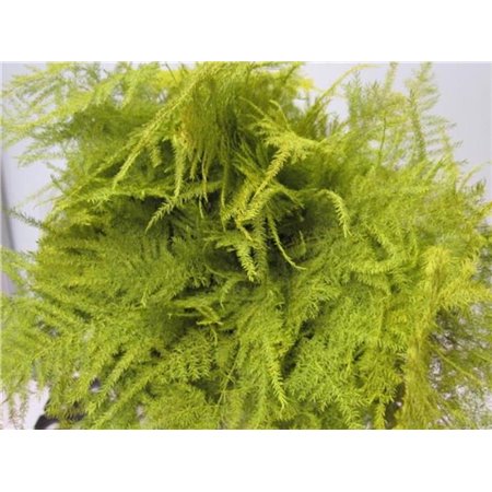 Asparagus 1e feather White c213