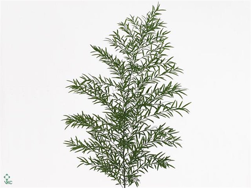 Asparagus Dens Cwebe c214