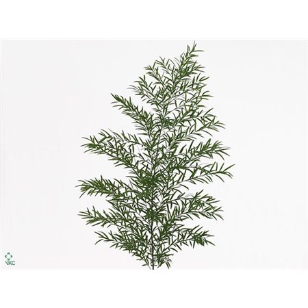 Asparagus Dens Cwebe c214