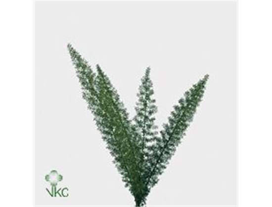 Asparagus Dens Myers c215