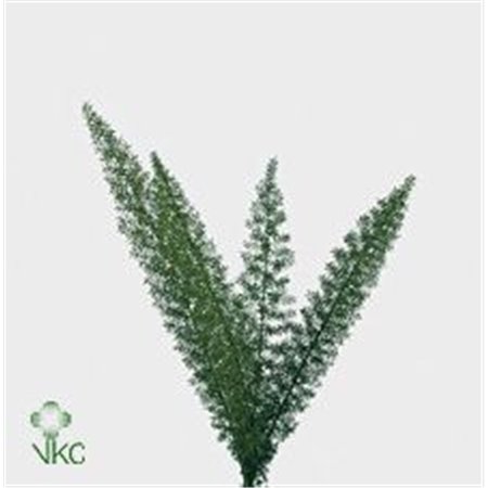 Asparagus Dens Myers c215