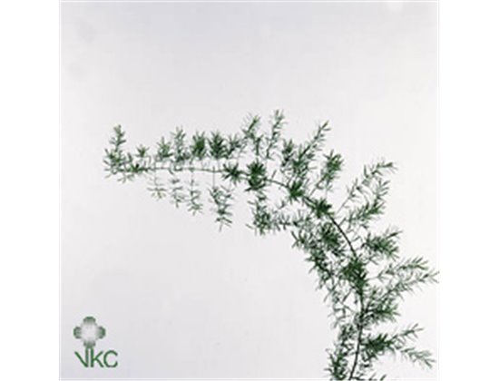 Asparagus Dens Sprengeri c217