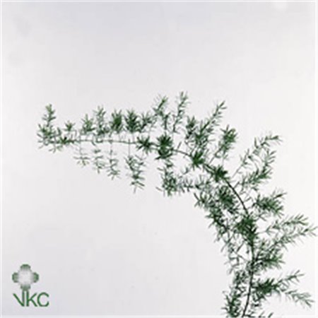 Asparagus Dens Sprengeri c217