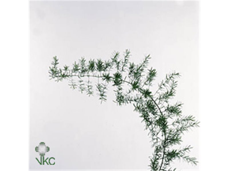 Asparagus Dens Sprengeri c218