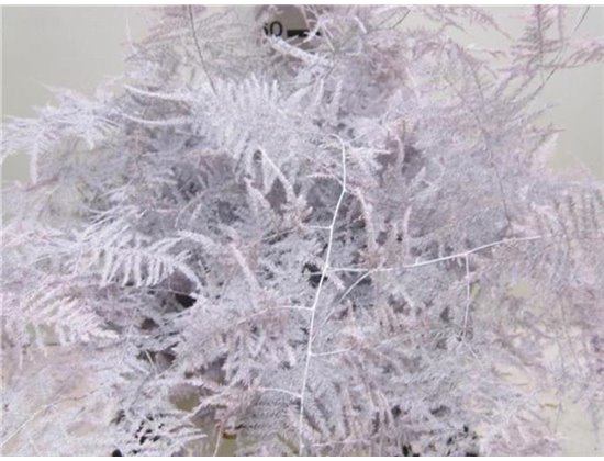 Asparagus Extra feather Baby Rose c220