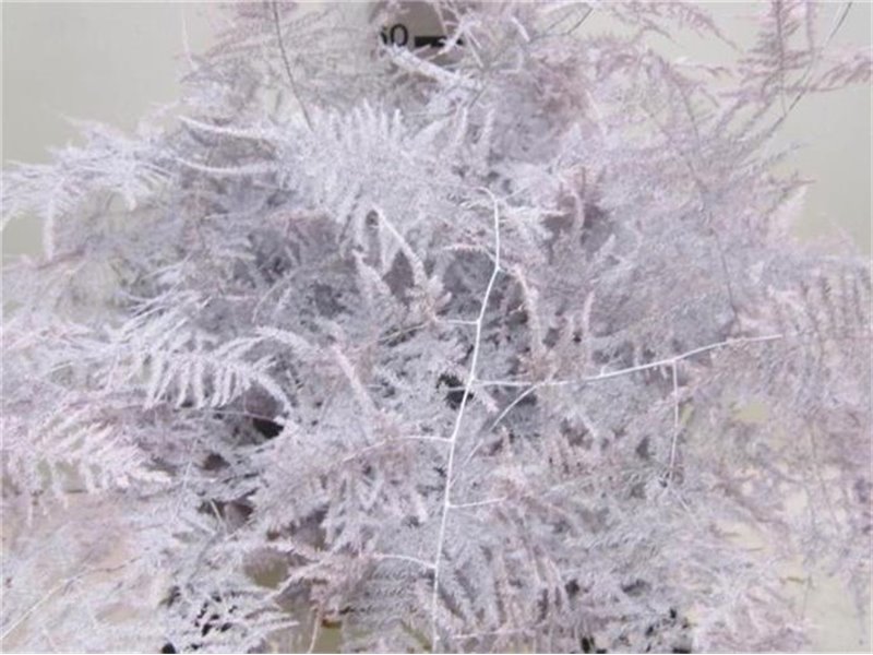 Asparagus Extra feather Baby Rose c220