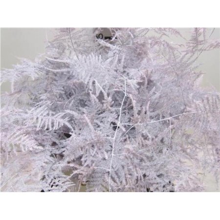 Asparagus Extra feather Baby Rose c220