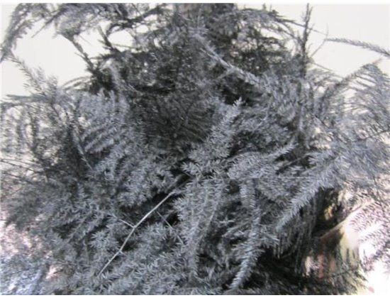 Asparagus Extra feather Black c222