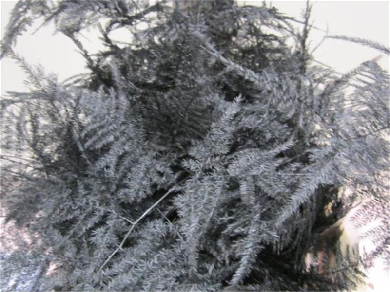 Asparagus Extra feather Black c222