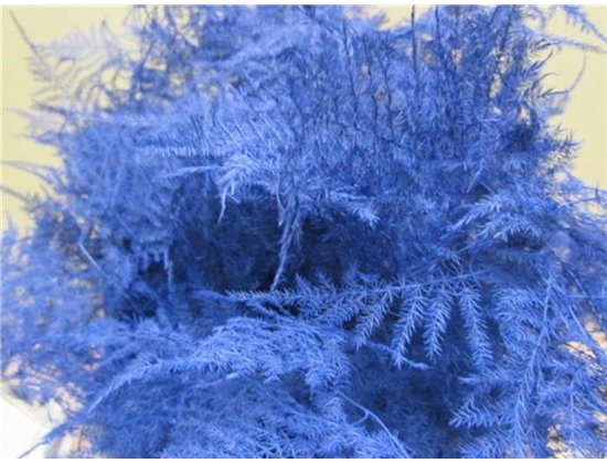 Asparagus Extra feather Blue c224