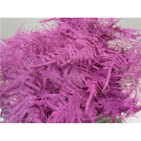 Asparagus Extra feather Bordeaux c227