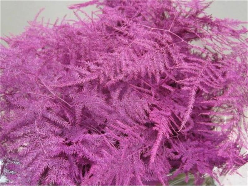 Asparagus Extra feather Cerise c228