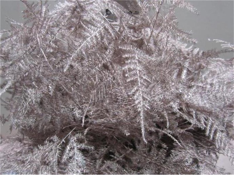 Asparagus Extra feather Champagne c229