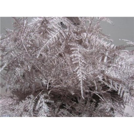 Asparagus Extra feather Champagne c230