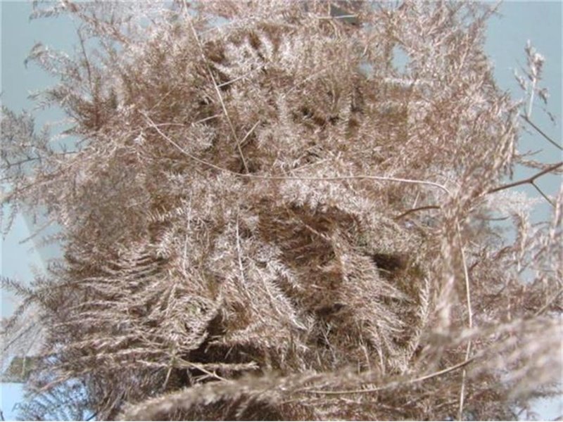 Asparagus Extra feather Champagne c231