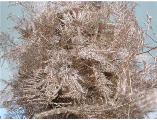 Asparagus Extra feather Copper c232