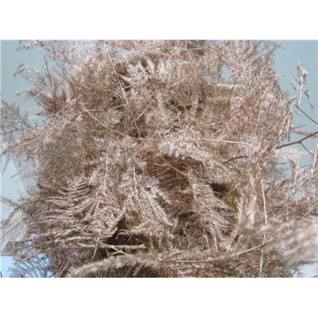 Asparagus Extra feather Copper c232