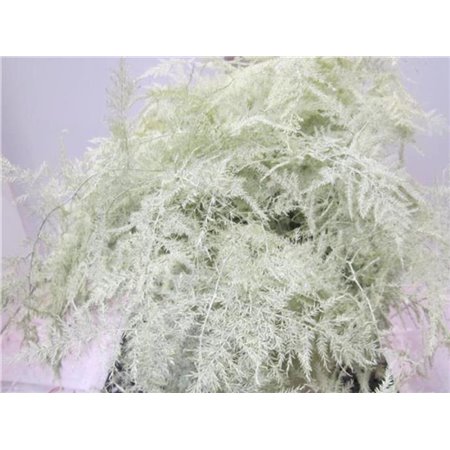 Asparagus Extra feather Copper c233