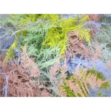 Asparagus Extra feather Easter Mixed c235