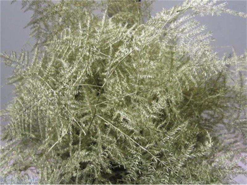 Asparagus Extra feather Gold c238