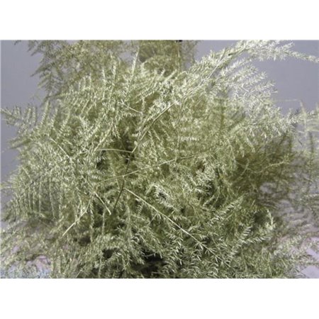Asparagus Extra feather Gold c239