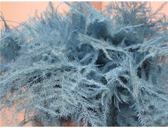 Asparagus Extra feather Ice Blue c241