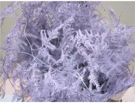 Asparagus Extra feather Ice Blue c242